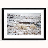 Framed polar bear wall art in a sleek black frame with a white mat, showcasing a minimalist design perfect for modern home decor. Ideal for nature lovers.