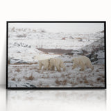 Framed wall art featuring a striking polar bear design in black acrylic frame, showcasing a modern aesthetic suitable for home decor, perfect for wildlife enthusiasts.