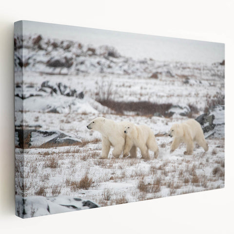 Stretched canvas wall art featuring a striking polar bear design in a snowy landscape, showcasing vibrant colors and fine details, ideal for nature enthusiasts.