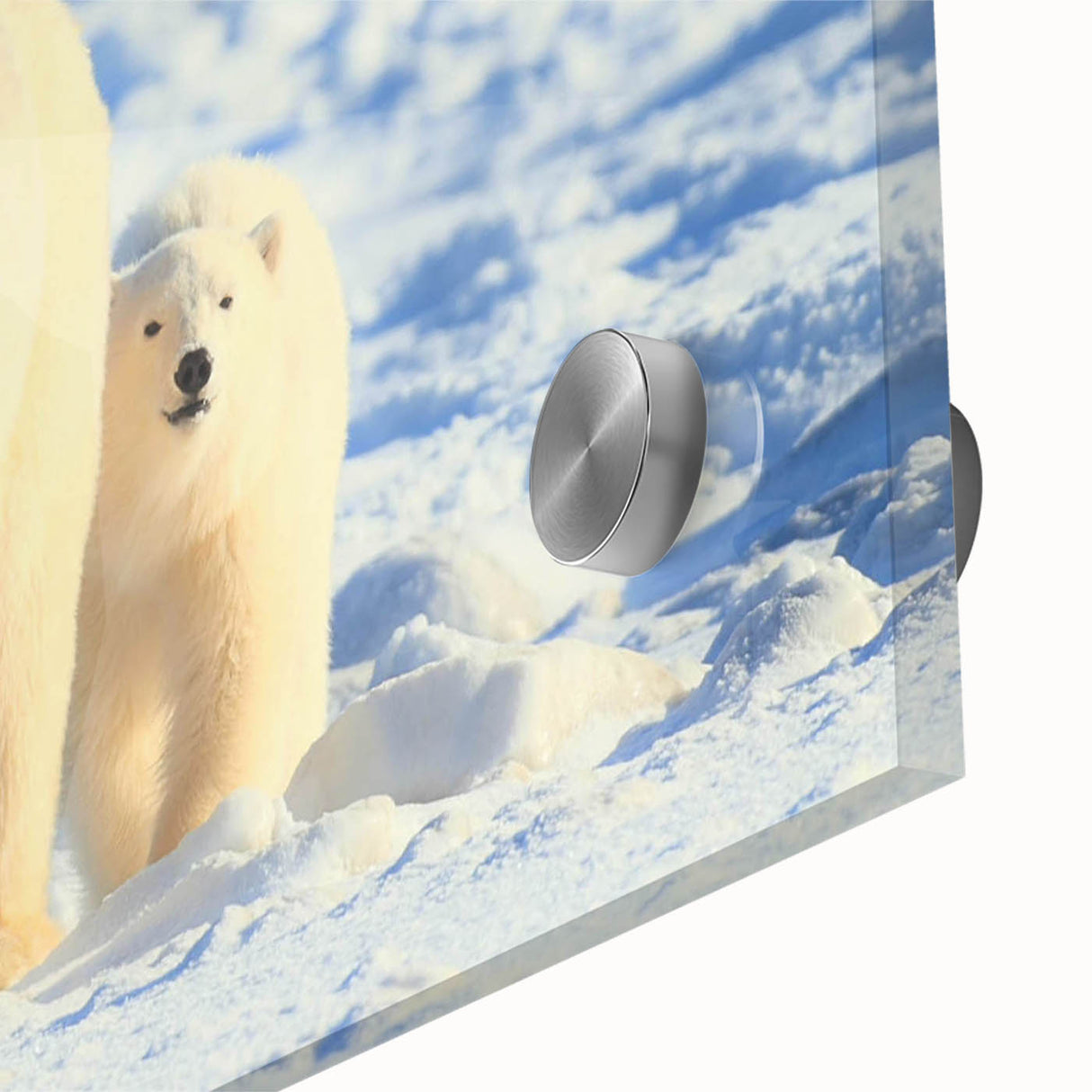 Close-up of a polar bear wall art design, showcasing intricate details on acrylic glass. Perfect for nature-themed decor, emphasizing wildlife conservation and Arctic beauty.