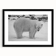 Framed polar bear wall art design showcasing a black mat and sleek frame, perfect for adding a touch of nature-inspired decor to any room. Ideal for wildlife enthusiasts.