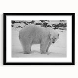 Framed polar bear wall art design showcasing a black mat and sleek frame, perfect for adding a touch of nature-inspired decor to any room. Ideal for wildlife enthusiasts.