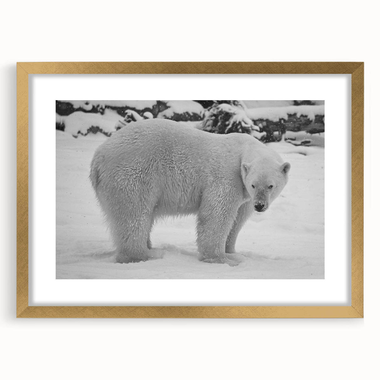 Framed polar bear wall art design showcasing a majestic polar bear against a serene snowy backdrop, elegantly bordered with a gold frame and matting, perfect for winter-themed decor.