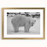 Framed polar bear wall art design showcasing a majestic polar bear against a serene snowy backdrop, elegantly bordered with a gold frame and matting, perfect for winter-themed decor.