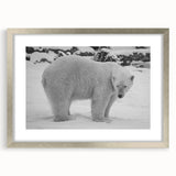 Elegant polar bear wall art framed with a silver mat, showcasing a striking front view design perfect for modern home decor. Ideal for wildlife enthusiasts.