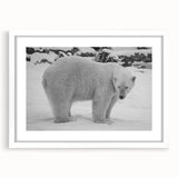 Polar bear wall art design displayed in a white frame with matting, showcasing a detailed illustration of a polar bear, perfect for modern home decor.