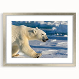 Framed polar bear wall art in a silver frame with a mat, showcasing a striking black and white design, perfect for wildlife-themed decor and nature enthusiasts.