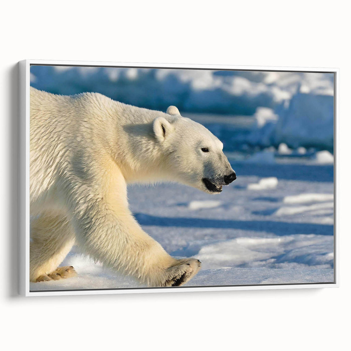 Framed canvas wall art featuring a striking polar bear design against a white background, showcasing intricate details and a modern aesthetic. Ideal for wildlife enthusiasts and home decor.