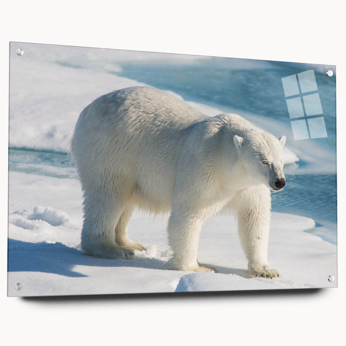 Polar bear wall art design displayed in an acrylic glass frame, highlighting intricate details and vibrant colors, perfect for modern home decor.