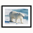 Polar bear wall art design framed in black, showcasing a striking illustration of a polar bear against a minimalist background, perfect for modern decor.