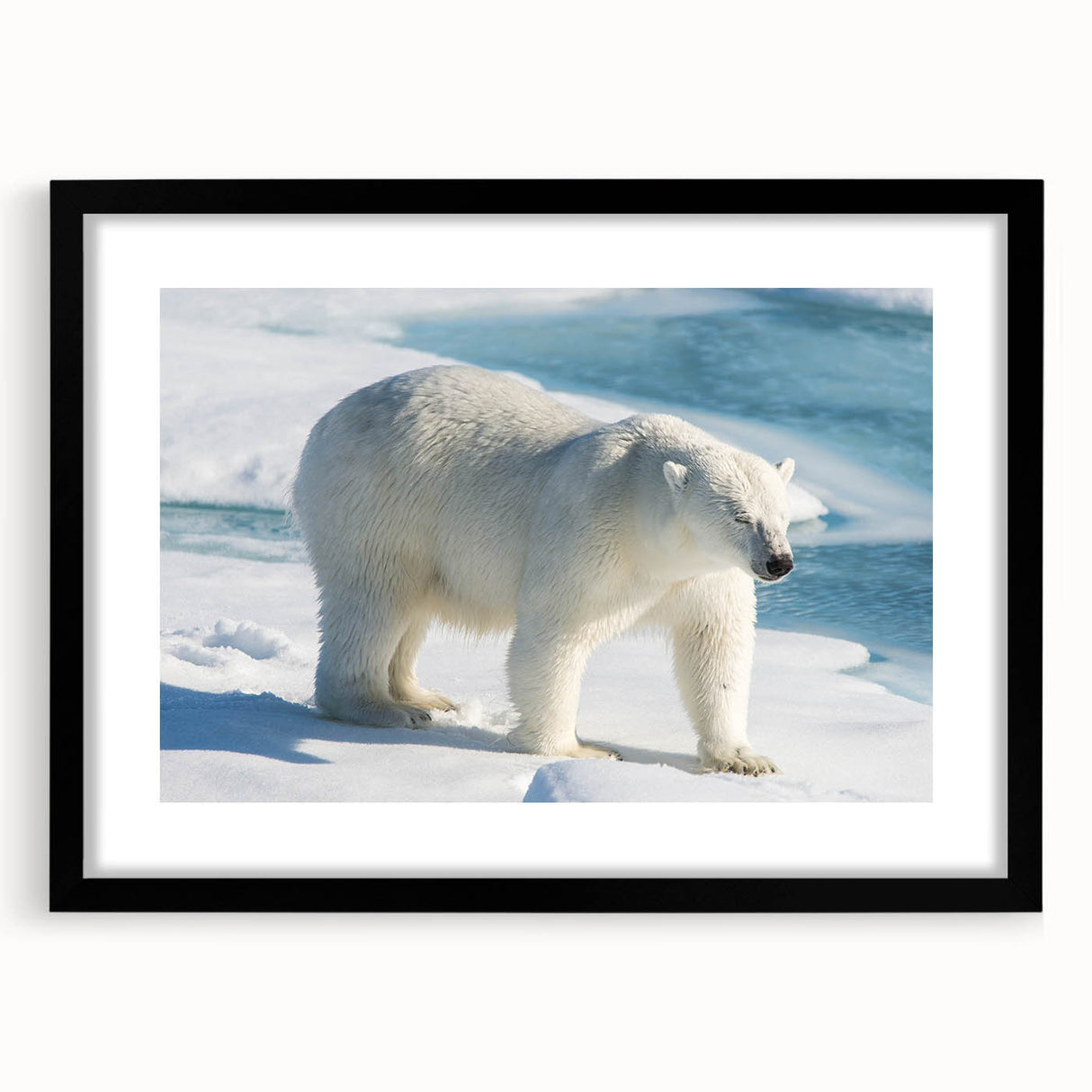 Polar bear wall art design framed in black, showcasing a striking illustration of a polar bear against a minimalist background, perfect for modern decor.