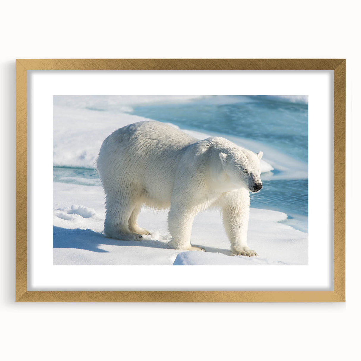 Stylish polar bear wall art design in a gold frame with a mat, showcasing intricate details and textures, ideal for modern home decor and wildlife enthusiasts.