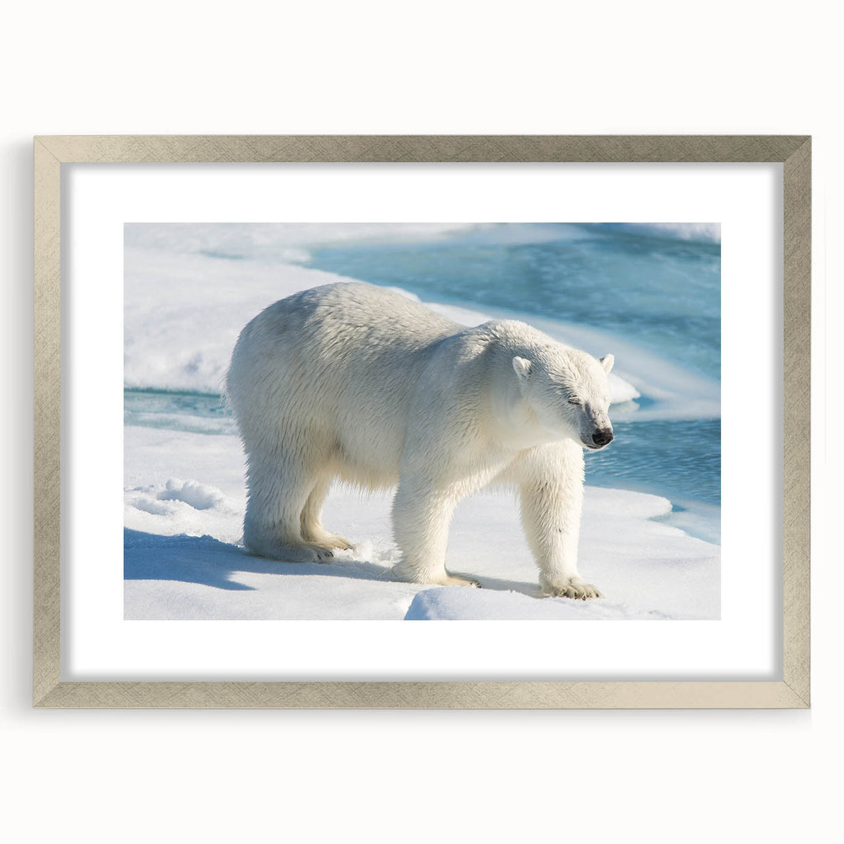 Polar bear wall art framed in silver with a mat, showcasing a detailed design ideal for wildlife enthusiasts. Perfect for home decor, capturing the beauty of arctic wildlife.