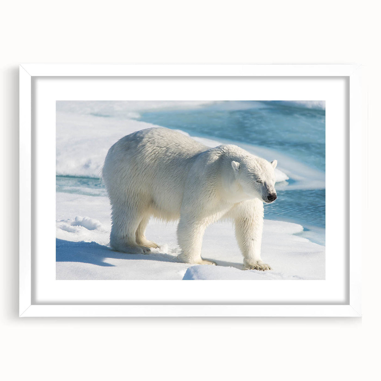 Polar bear wall art design featuring a white frame with a mat, showcasing an artistic depiction of a polar bear against a minimalist background, ideal for home decor.