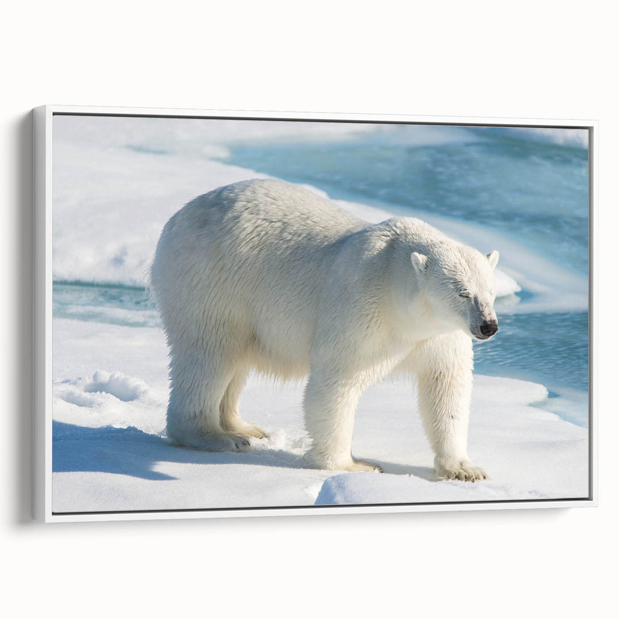 Framed polar bear wall art featuring a striking design on a white canvas, showcasing the animal's majestic profile against a minimalist backdrop, perfect for modern decor.