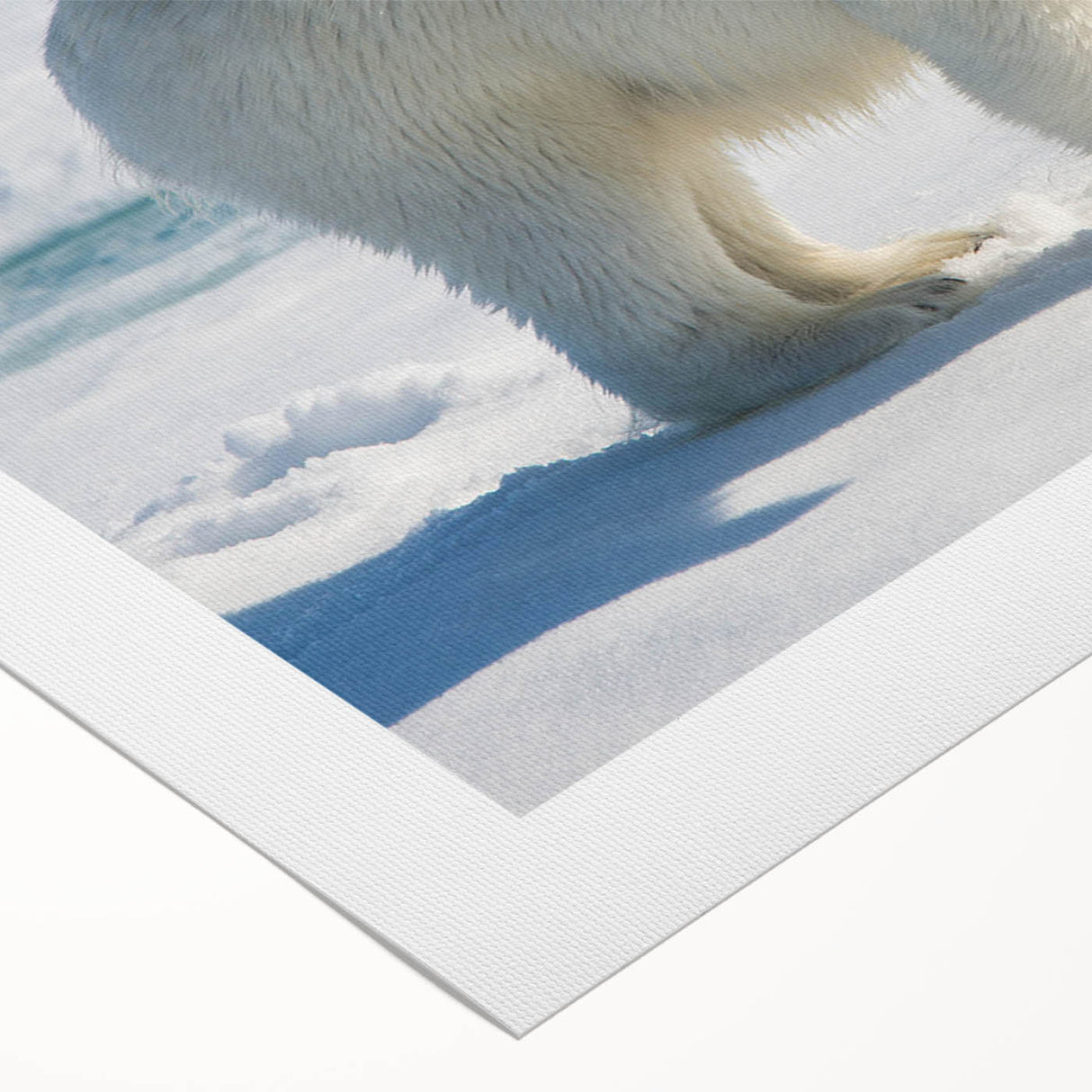 Polar bear design wall art on rolled canvas, showcasing a striking black and white illustration of a polar bear set against a minimalist background, perfect for modern home decor.
