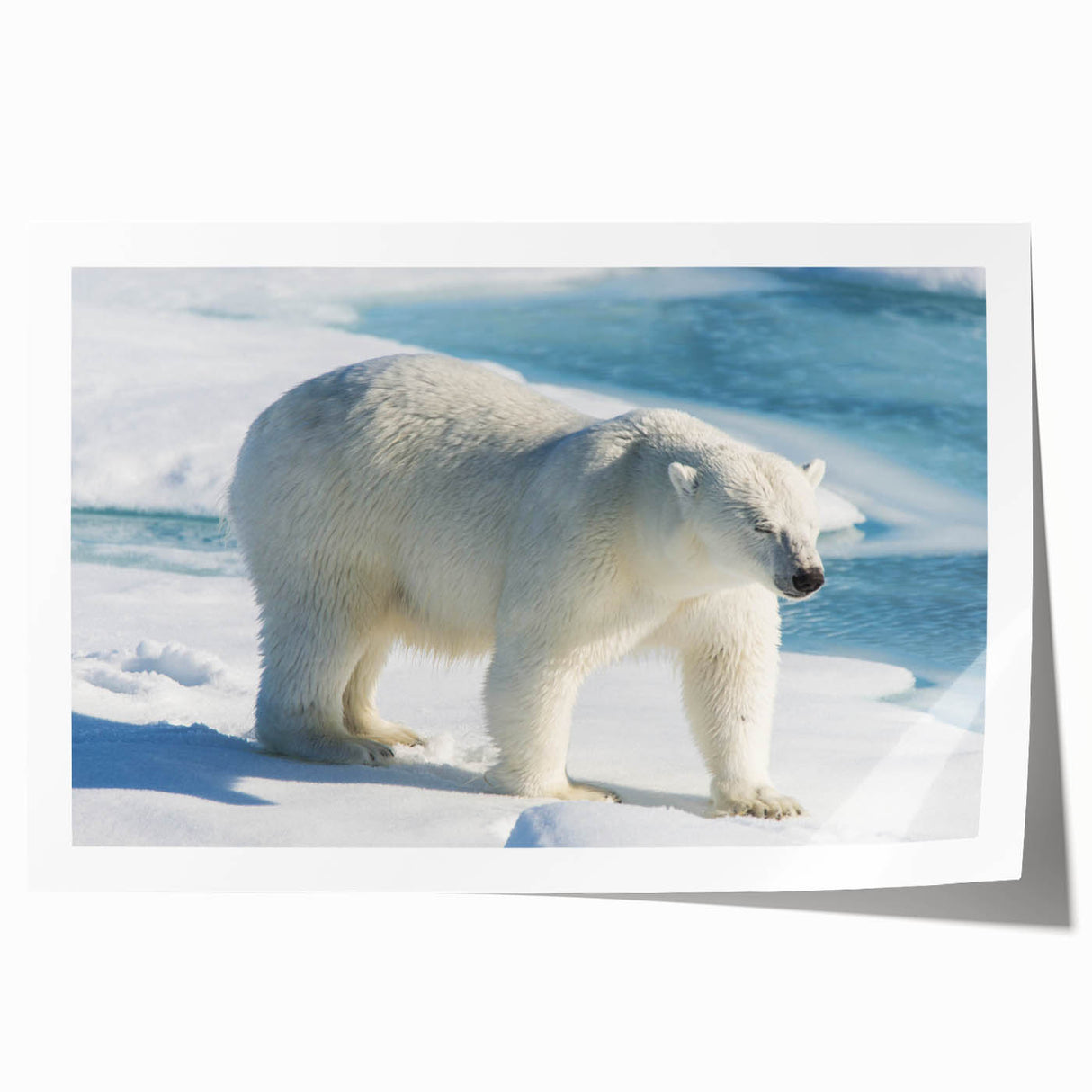 Polar bear wall art print showcasing a striking black and white design, featuring intricate details and textures, ideal for home decor and wildlife enthusiasts.