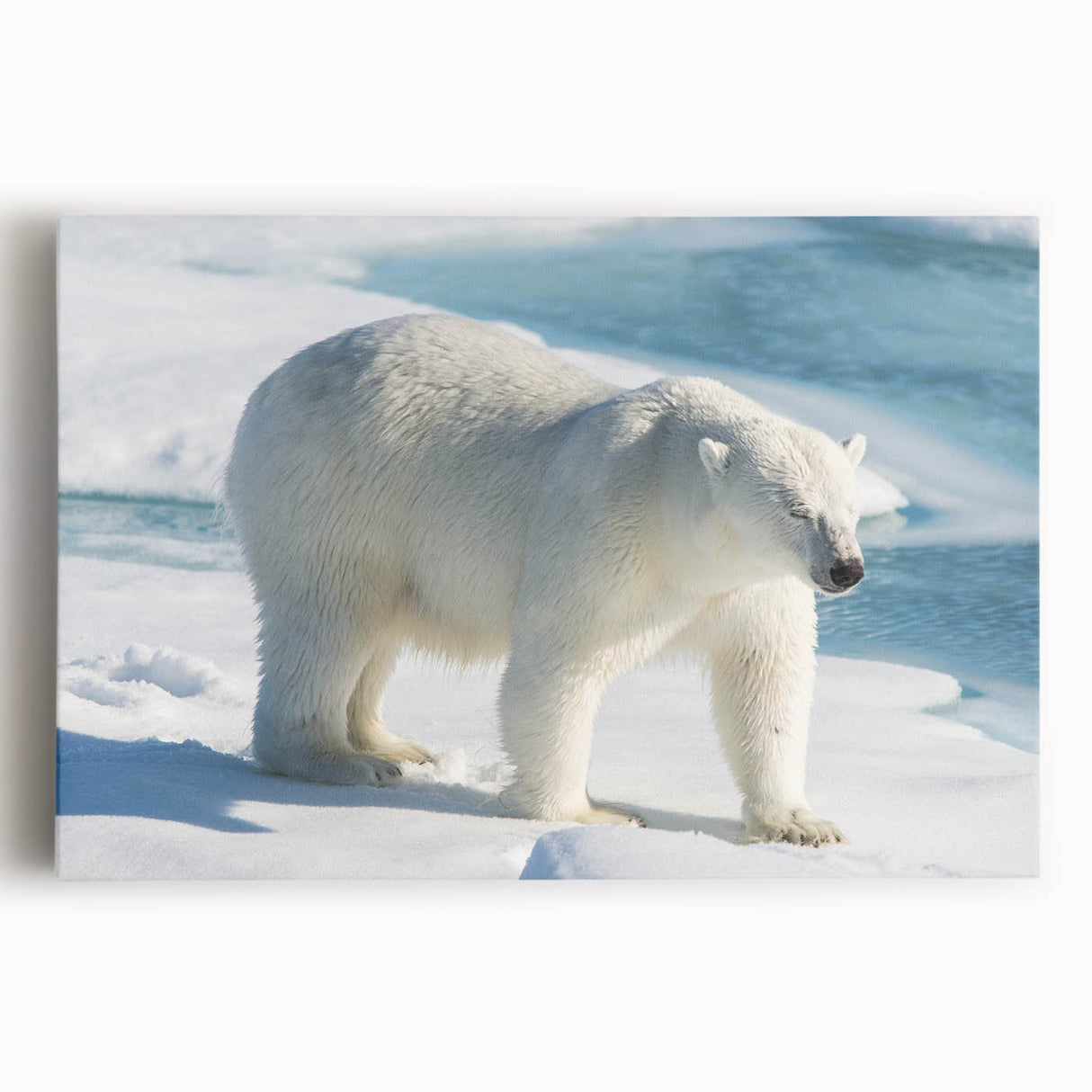 Stretched canvas showcasing a striking polar bear design, featuring vibrant colors and intricate details, perfect for wildlife-themed home decor.