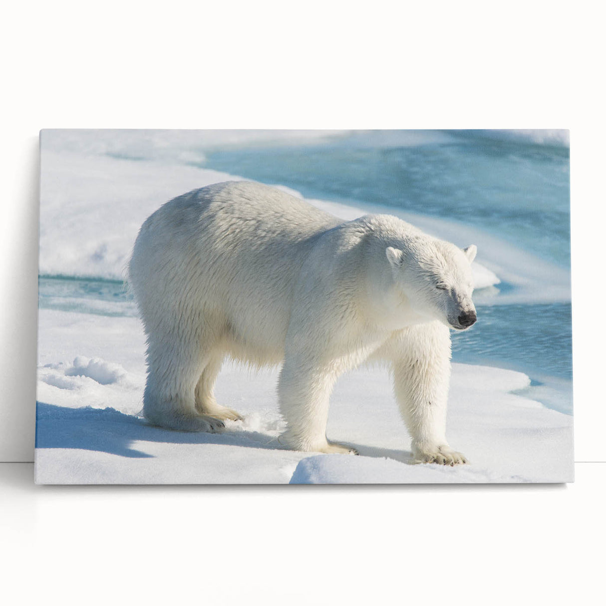 Stretched canvas wall art depicting a serene polar bear design, showcasing soft whites and blues, perfect for adding a touch of wildlife elegance to any space.