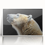 Framed acrylic wall art showcasing a striking polar bear design, set against a white background, ideal for modern home decor enthusiasts seeking wildlife-themed artwork.