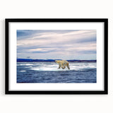 Polar bear wall art design in a black frame with a white mat, featuring a striking depiction of a polar bear, ideal for nature-themed decor.