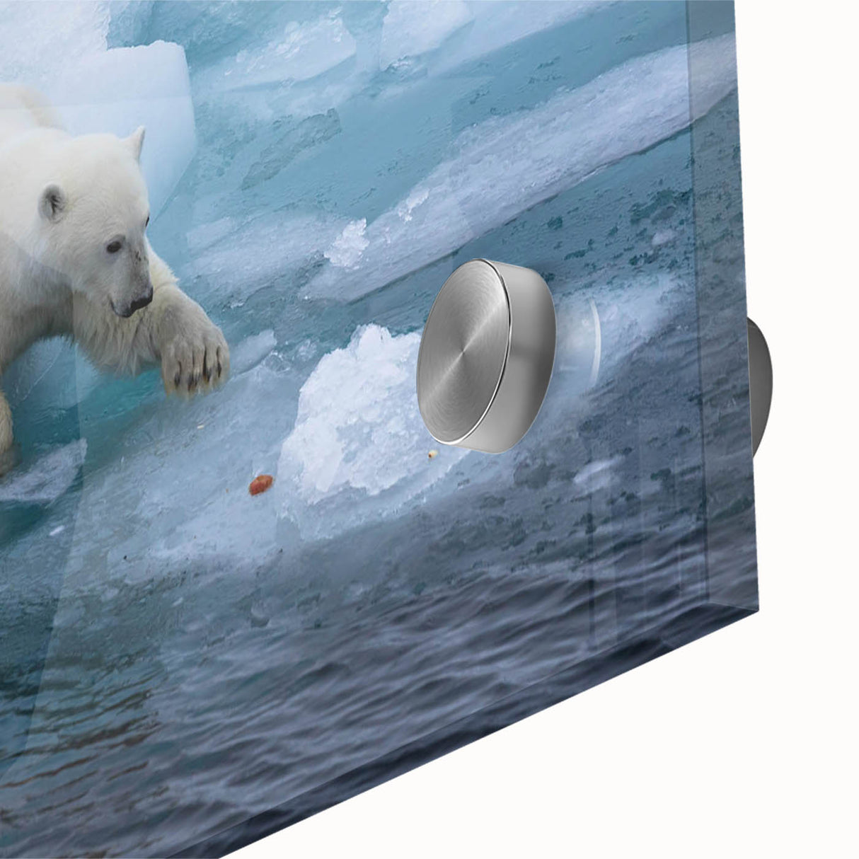 Close-up of a polar bear wall art design printed on acrylic glass, showcasing vibrant colors and intricate details, ideal for modern home decor and wildlife enthusiasts.
