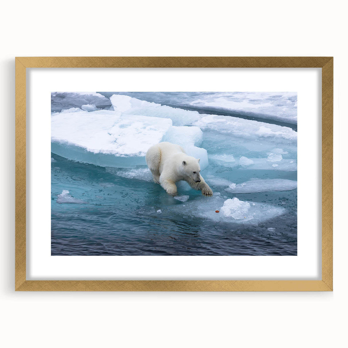 Polar bear wall art design featuring a sleek gold frame and mat, perfect for modern decor. Ideal for wildlife enthusiasts and stylish home interiors.