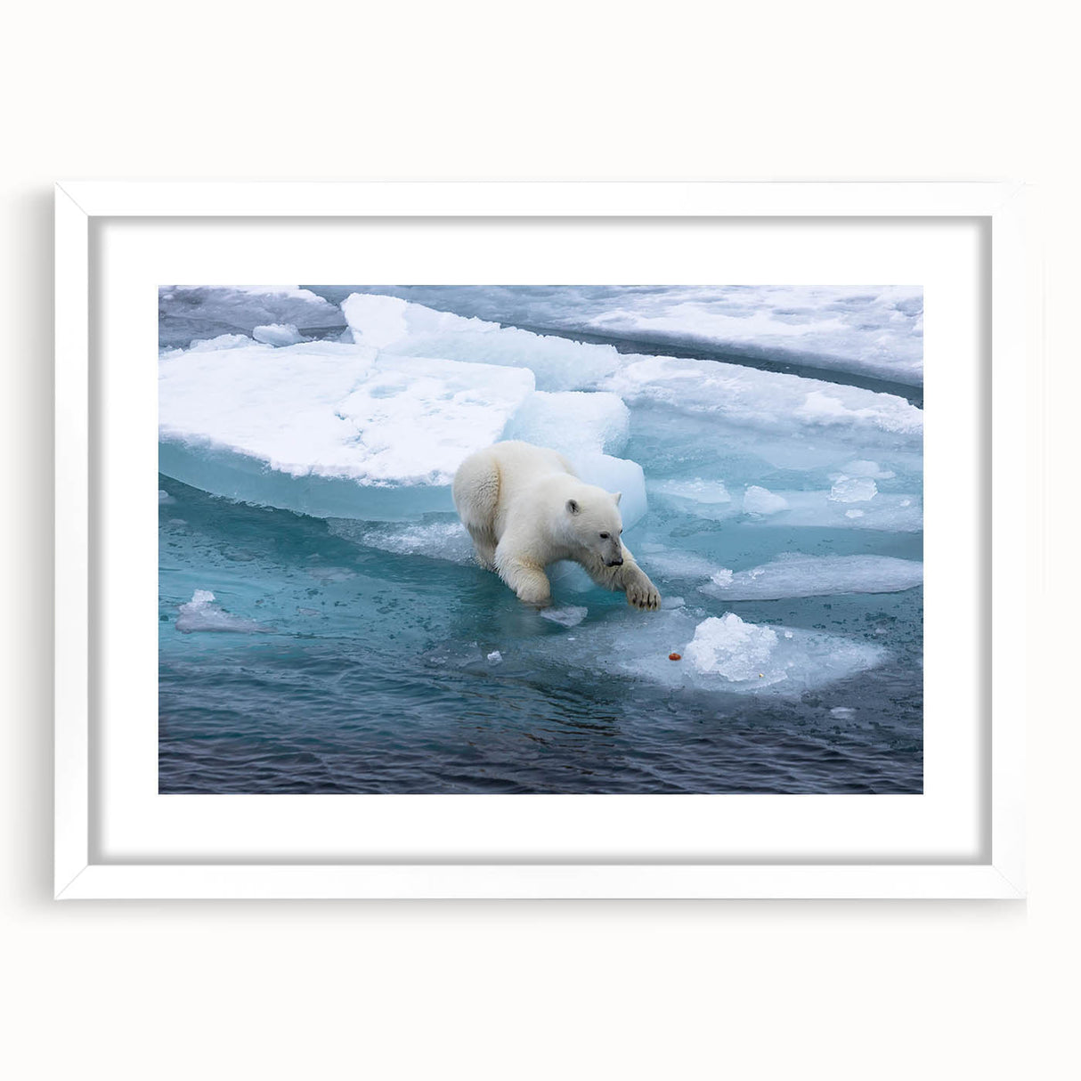 Polar bear wall art framed in a sleek white mat, showcasing a striking design that emphasizes the beauty of wildlife. Ideal for modern decor, adding a unique touch to any room.