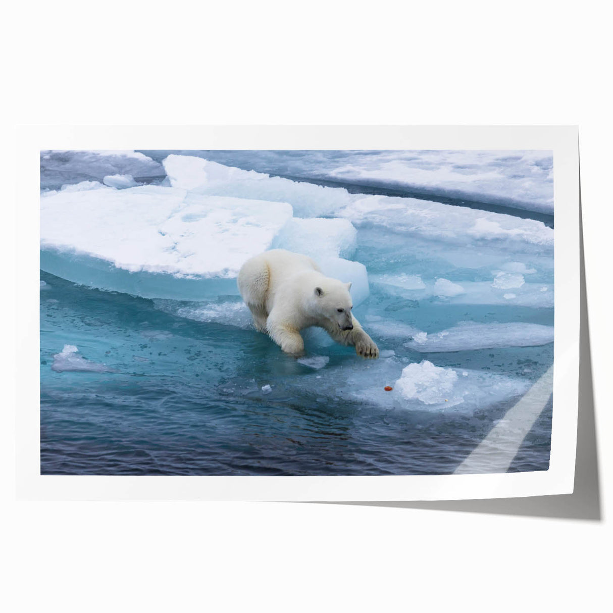 Polar bear wall art print showcasing a striking design in soft blues and whites, rolled and ready for display, perfect for wildlife enthusiasts and home decor.