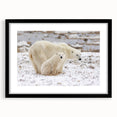Polar bear wall art design in a black frame showcasing a stunning wildlife illustration, ideal for nature lovers and home decor enthusiasts. The artwork features vibrant colors and intricate details, perfect for adding an artistic touch to any living space.