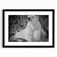 Polar bear wall art design featuring a framed black mat, showcasing a stunning front view of the polar bear in a natural setting, ideal for wildlife enthusiasts.