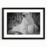 Polar bear wall art design featuring a framed black mat, showcasing a stunning front view of the polar bear in a natural setting, ideal for wildlife enthusiasts.