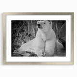 Framed polar bear wall art design, showcasing a silver frame with a mat, ideal for modern decor and wildlife enthusiasts. Perfect for adding a touch of nature to your space.