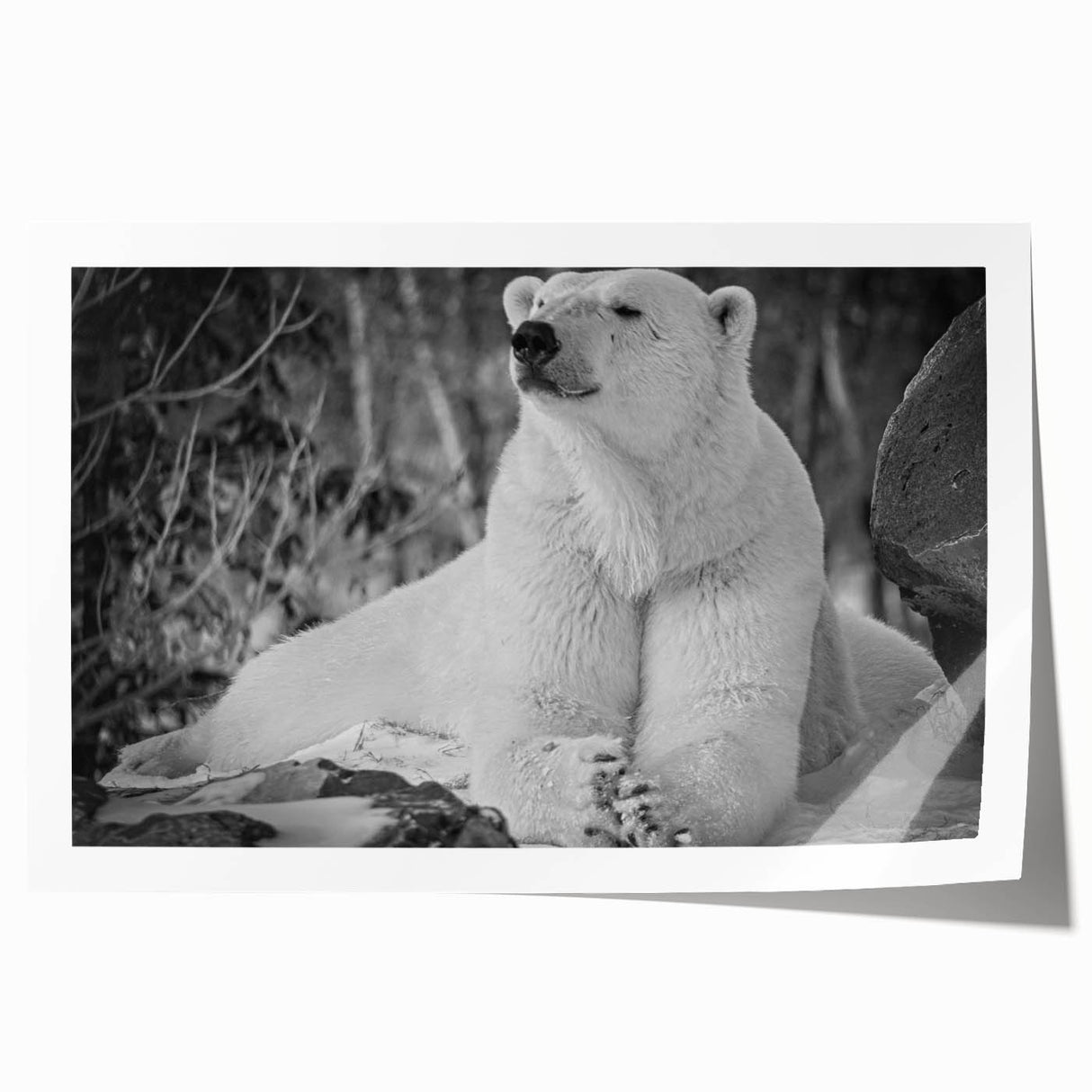 Polar bear wall art print showcasing a serene polar bear design against a minimalist background, perfect for adding a touch of nature-inspired elegance to home decor. Ideal for animal lovers and environmentally conscious decor enthusiasts.