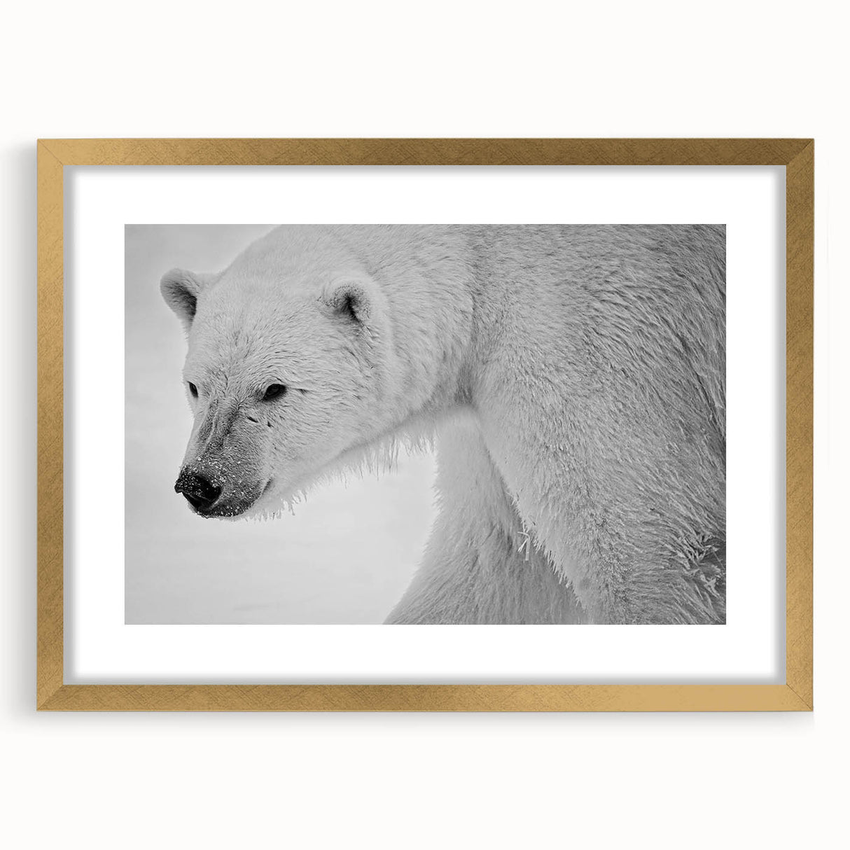 Polar bear wall art framed in gold, showcasing a striking design with a mat. Ideal for home decor, this piece adds elegance and wildlife charm to any room.