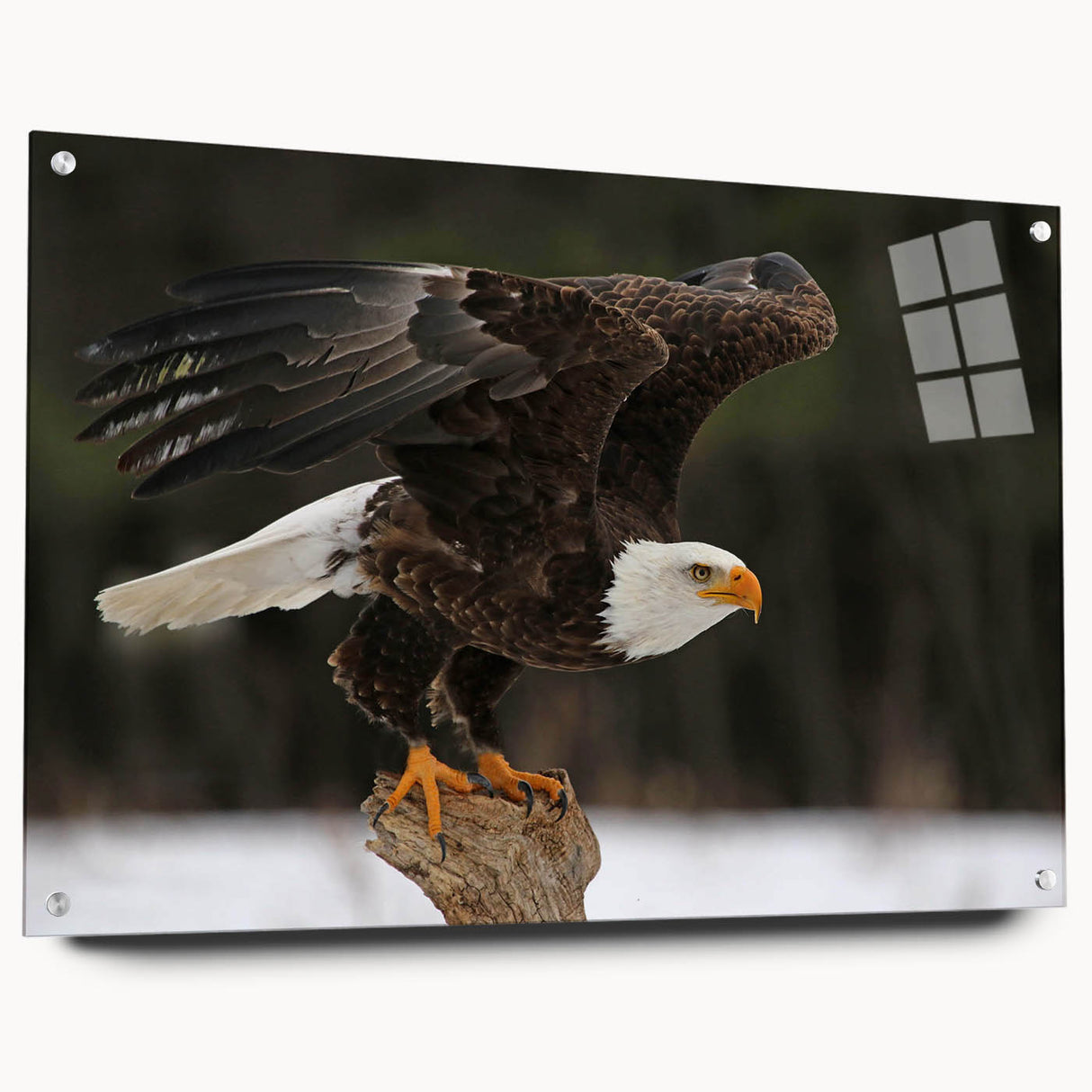 Acrylic glass wall art piece showcasing a vibrant birds of prey design, elegantly displayed from a side view with decorative pins, adding a modern touch to home decor.