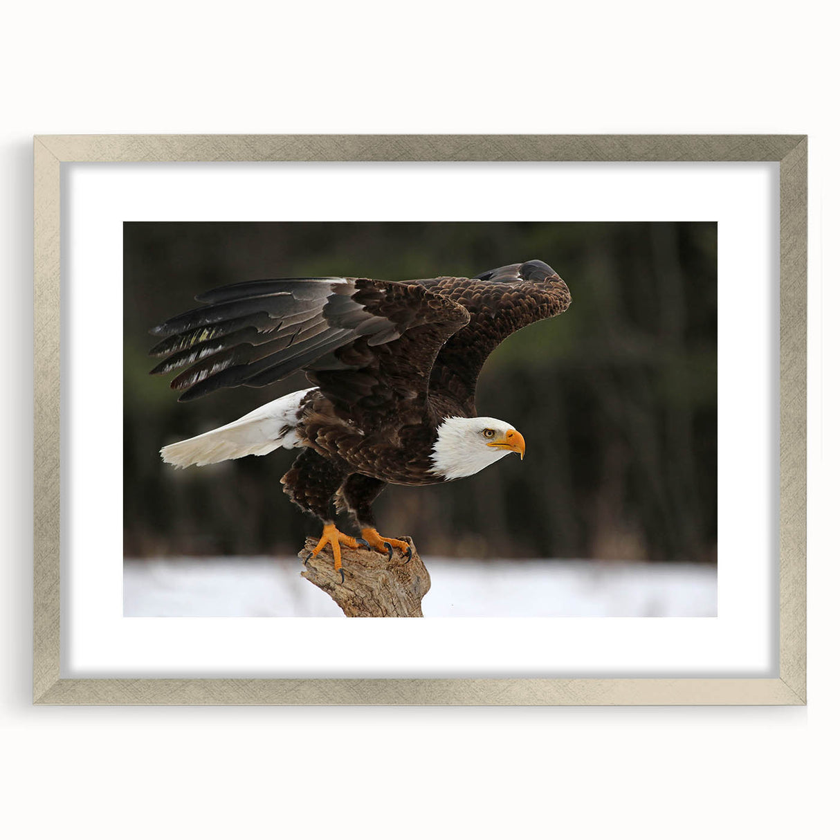 Framed wall art showcasing a detailed illustration of various birds, elegantly arranged in a silver frame with a mat, ideal for home decor or nature enthusiasts.