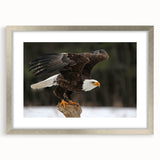 Framed wall art showcasing a detailed illustration of various birds, elegantly arranged in a silver frame with a mat, ideal for home decor or nature enthusiasts.