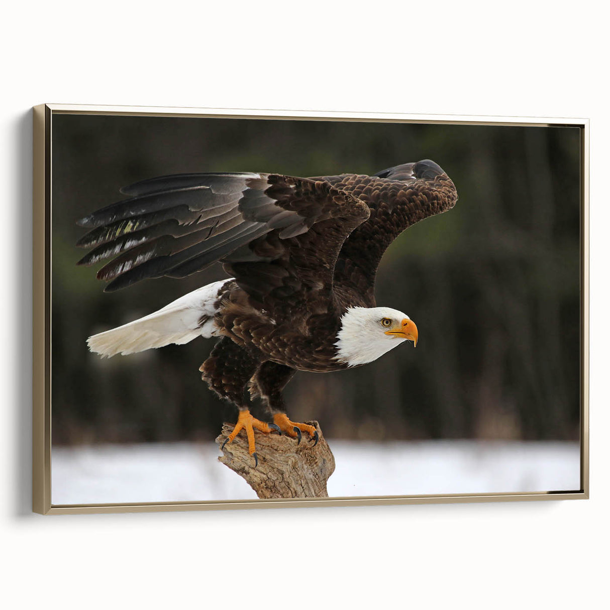 Framed canvas wall art showcasing a vibrant birds of prey design with gold accents, displayed in a stylish setting, perfect for home decor enthusiasts.