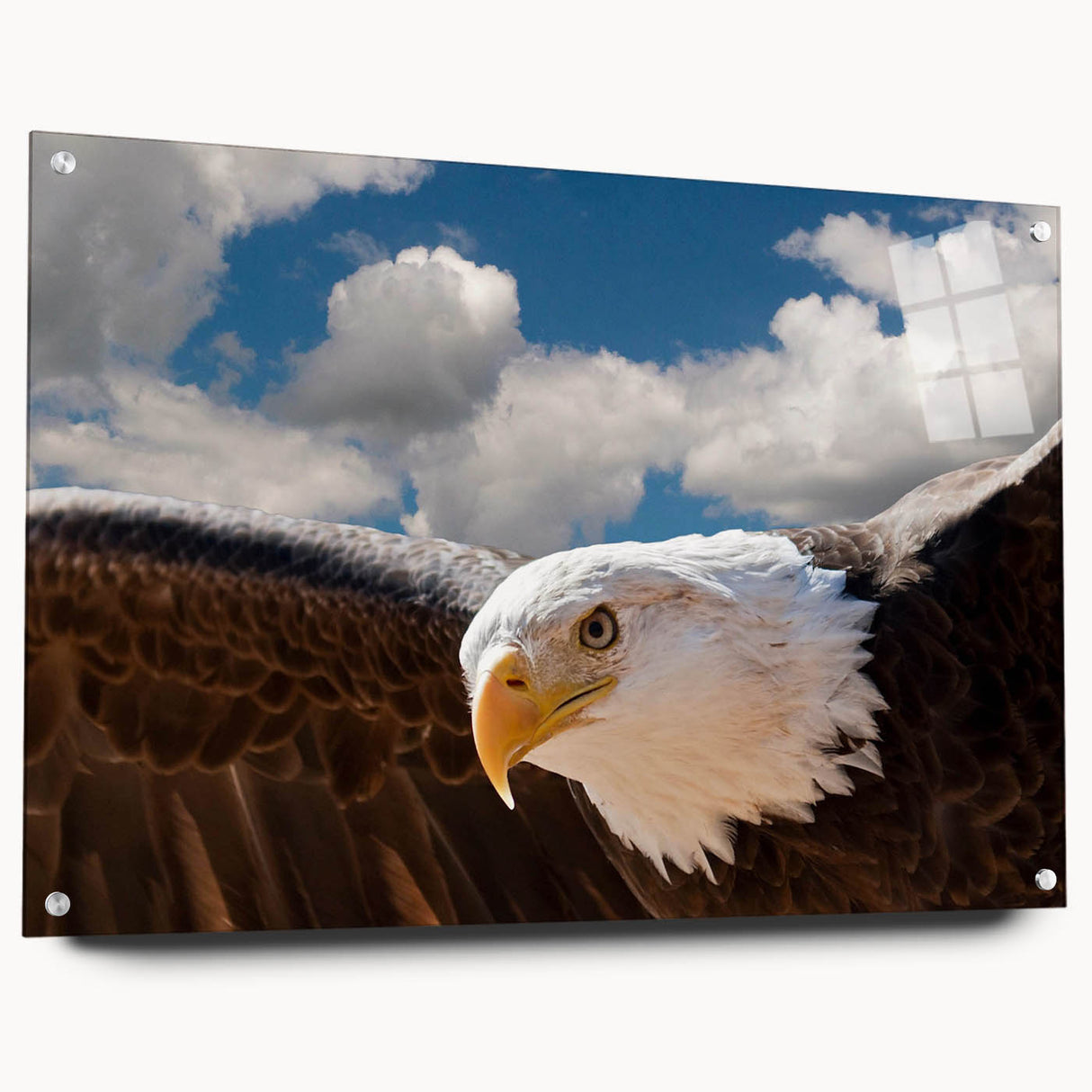 Acrylic glass wall art from the Birds of Pray collection, displaying vibrant bird designs in a side view, elegantly mounted with pins for a modern touch. Perfect decor for nature enthusiasts and contemporary interiors.