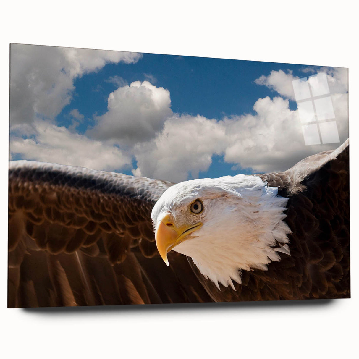 Acrylic glass wall art piece showcasing a vibrant design of various birds, displayed in a side view without pins, perfect for home decor enthusiasts.