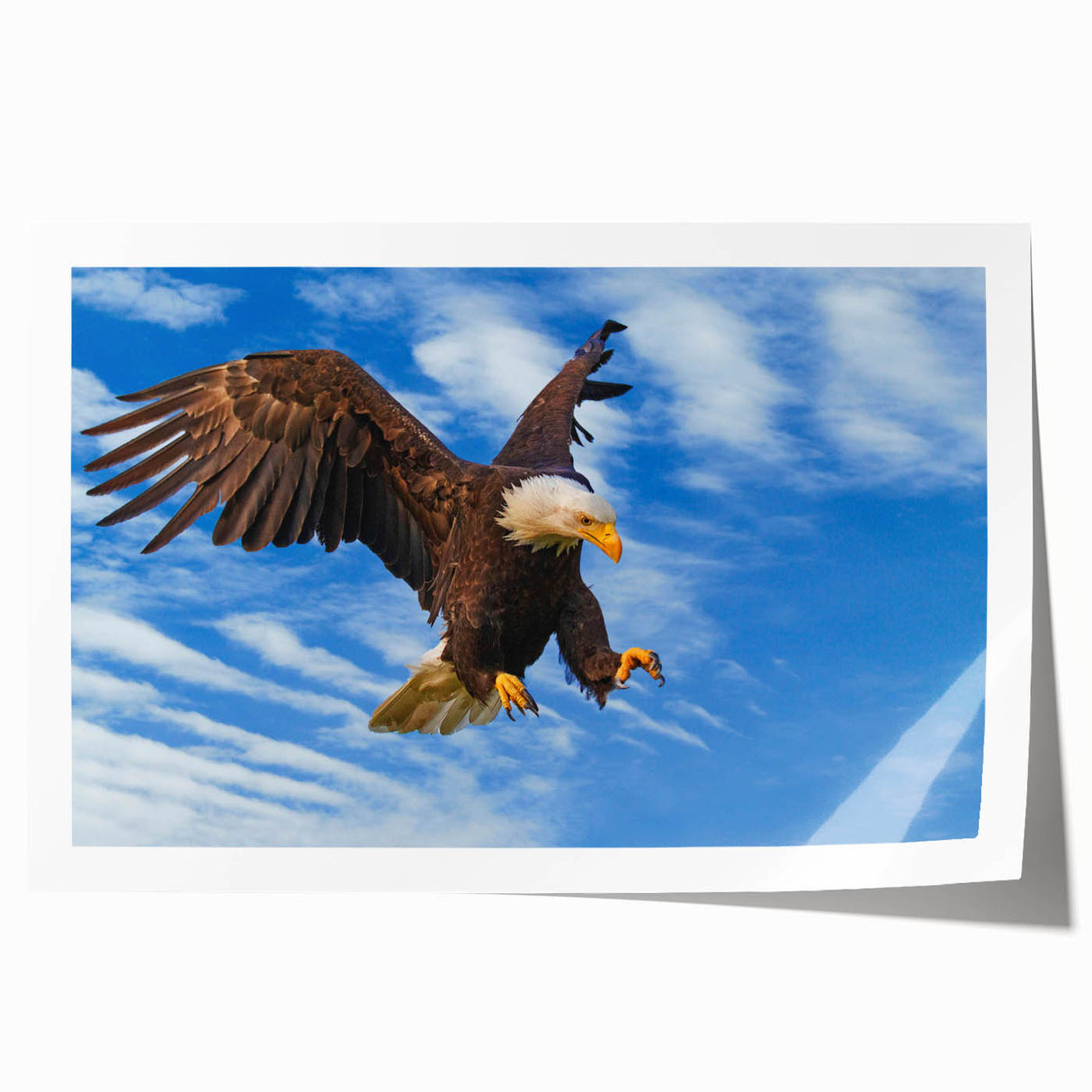 Vibrant wall art print featuring colorful birds of prey designs, showcasing intricate details and bold colors, rolled for easy display and shipping.