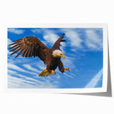 Vibrant wall art print featuring colorful birds of prey designs, showcasing intricate details and bold colors, rolled for easy display and shipping.
