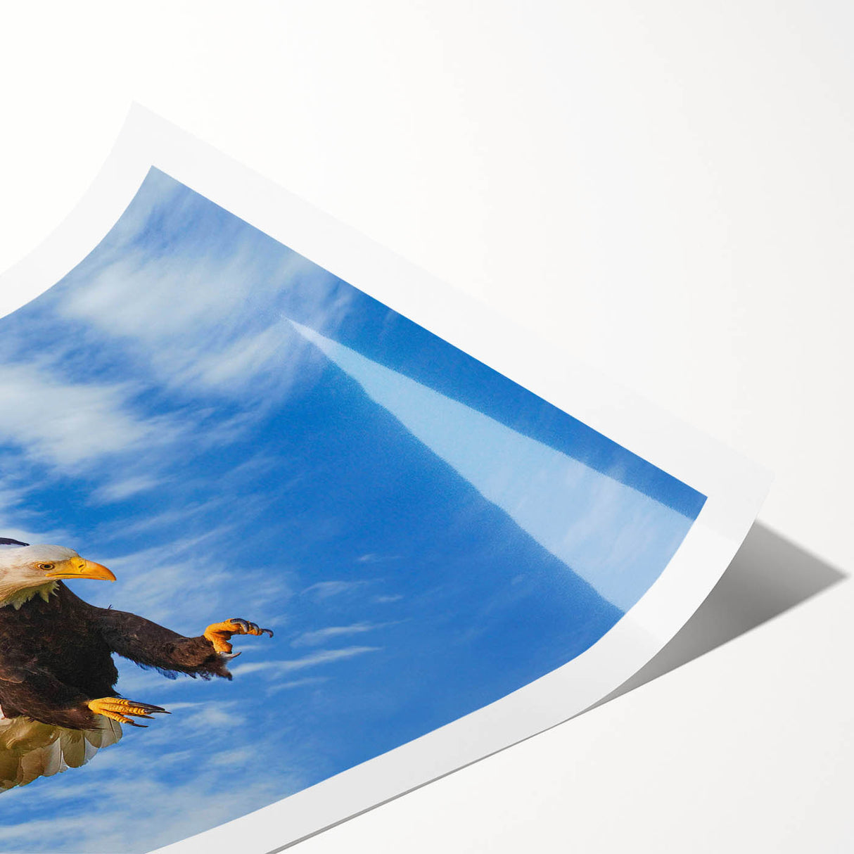 Rolled print showcasing a vibrant birds of prey design, featuring intricate details and rich colors, perfect for enhancing home decor or art collections.