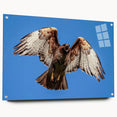 Acrylic glass wall art featuring a stylized bird design from the 'Birds of Pray' collection, displayed in a stylish side view with visible mounting pins, perfect for modern decor.