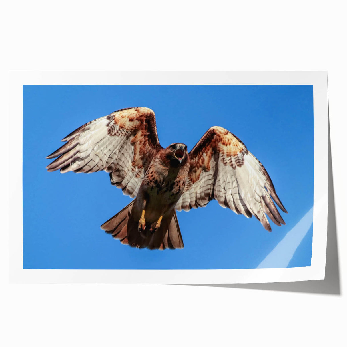Colorful wall art print featuring a stylized bird of prey design, showcasing intricate details and vibrant colors, rolled and ready for display or framing. Perfect for nature enthusiasts and home decor.