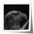 Wall art showcasing a vibrant birds of prey design in a glossy finish, perfect for home decor enthusiasts. Ideal for nature lovers and art collectors alike.