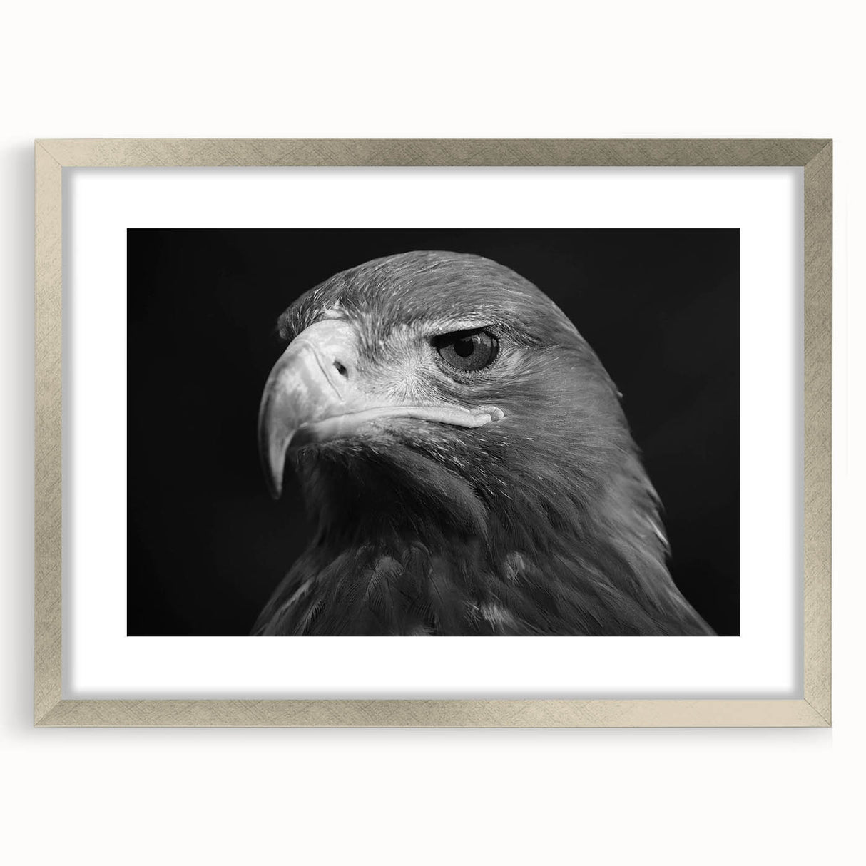 Framed wall art featuring a detailed design of birds, showcasing vibrant colors with a sleek silver frame and mat, perfect for home decor enthusiasts.