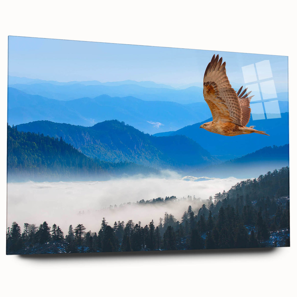 Acrylic glass wall art showcasing a vibrant birds of prey design, viewed from the side, highlighting intricate details and colors, perfect for nature-themed decor.