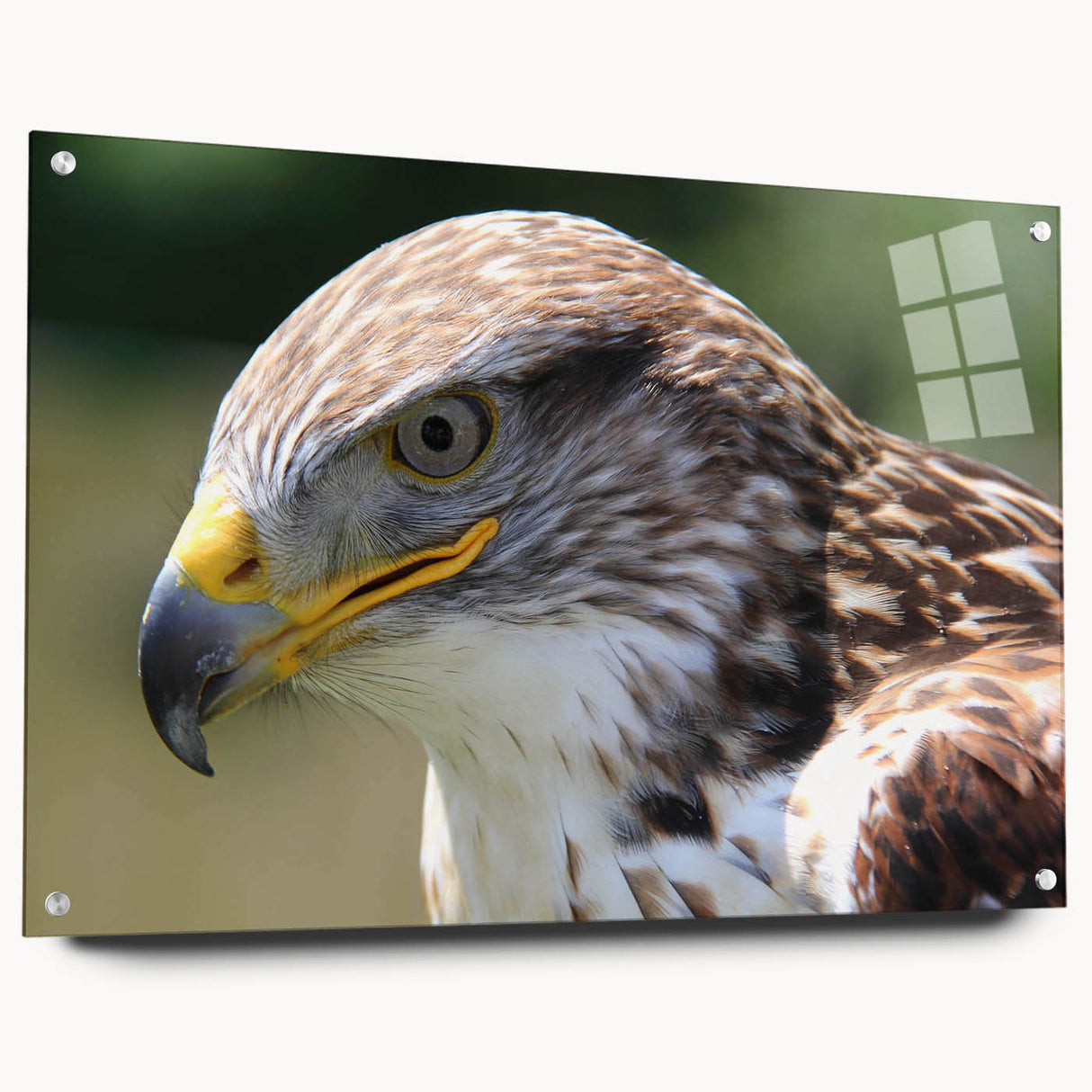 Acrylic glass wall art showcasing a vibrant "Birds of Prey" design, elegantly displayed from the side with polished pins, perfect for modern home decor.